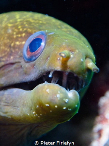 Moray eel by Pieter Firlefyn 